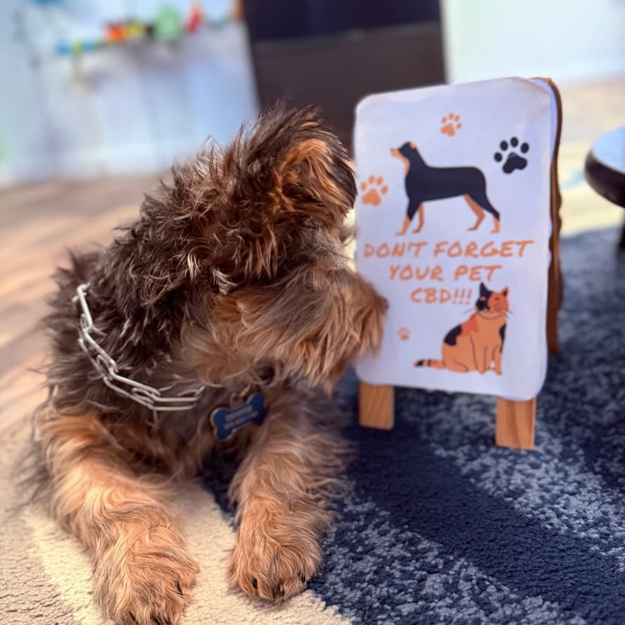 A yorkie puppy looks at an in-store sign that reads ‘Don’t forget your pet CBD!!!’ at The CBD Store in Loveland, Colorado.